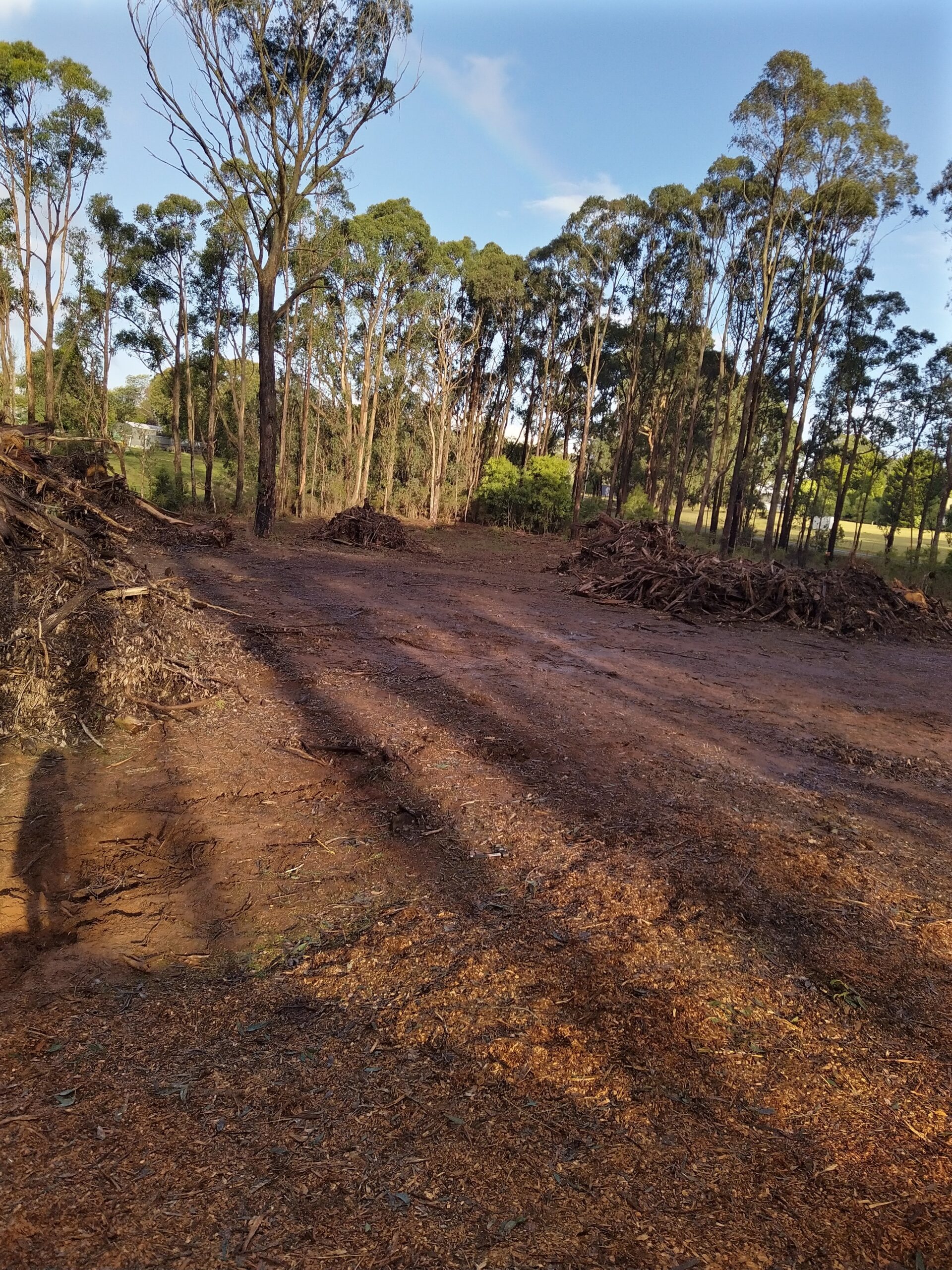 Bare dirt, long shadows and tree trunks
