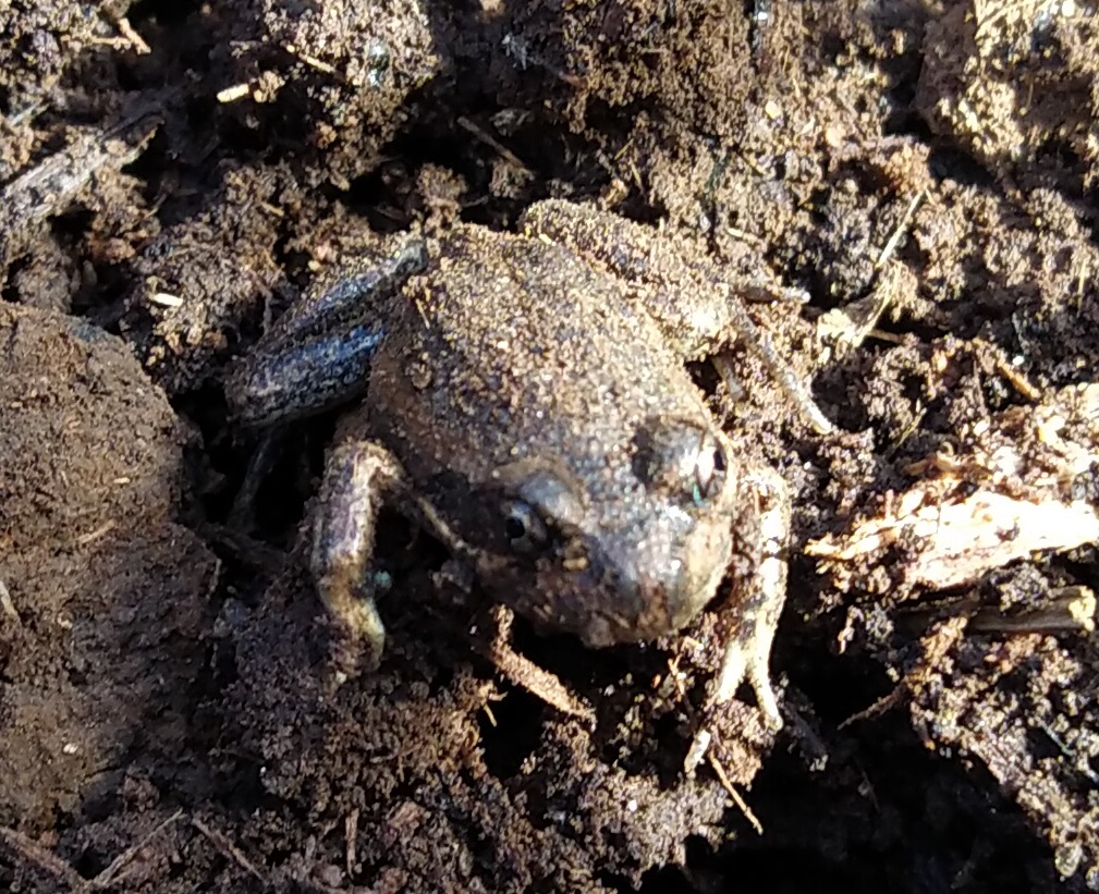 Frogs! From mud and in the dirt… Stardust Academy