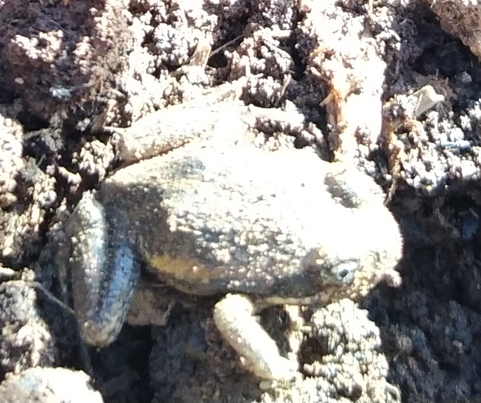 Frogs! From mud and in the dirt… Stardust Academy