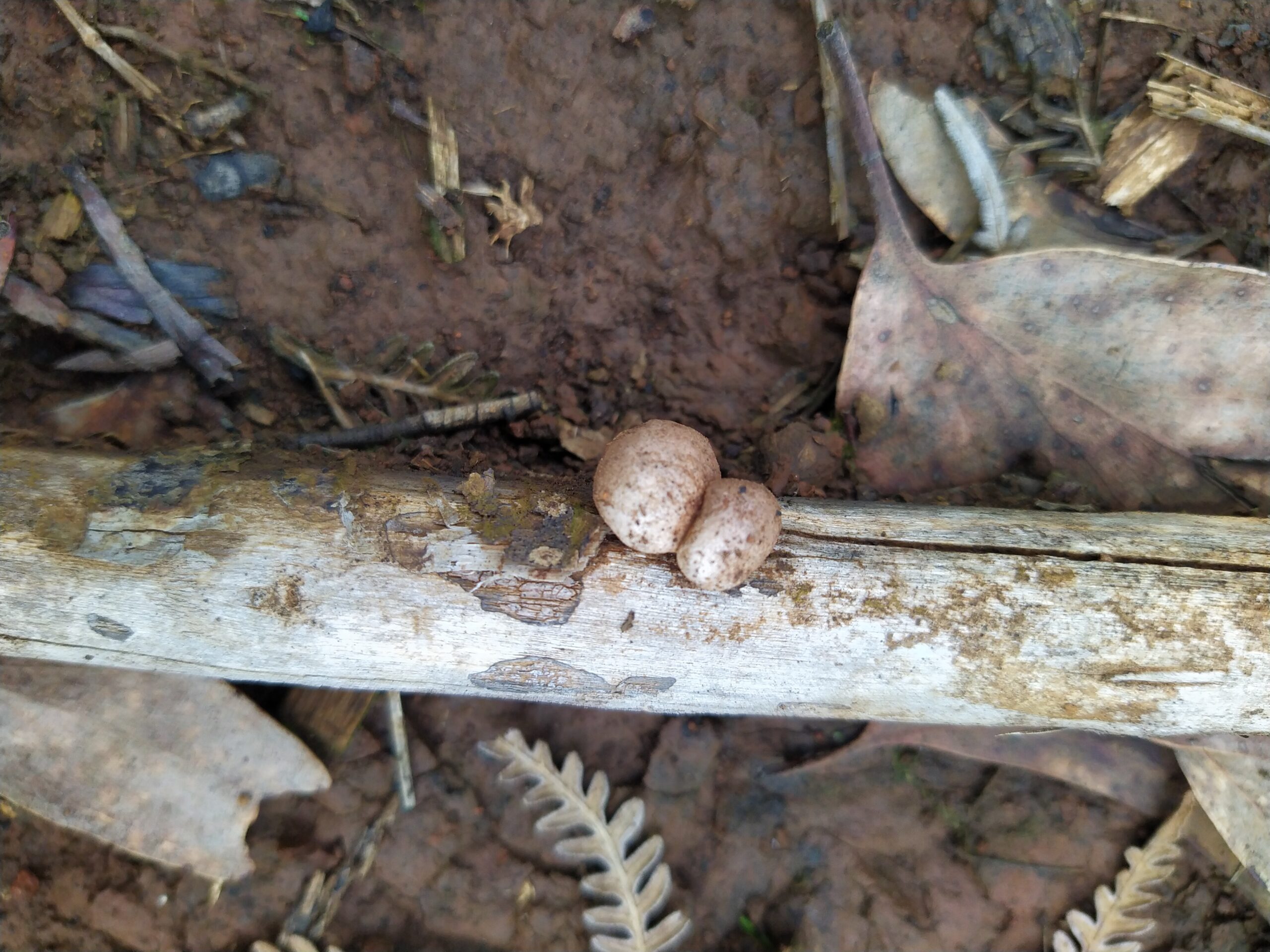 A dead branch with two small mushrooms.
