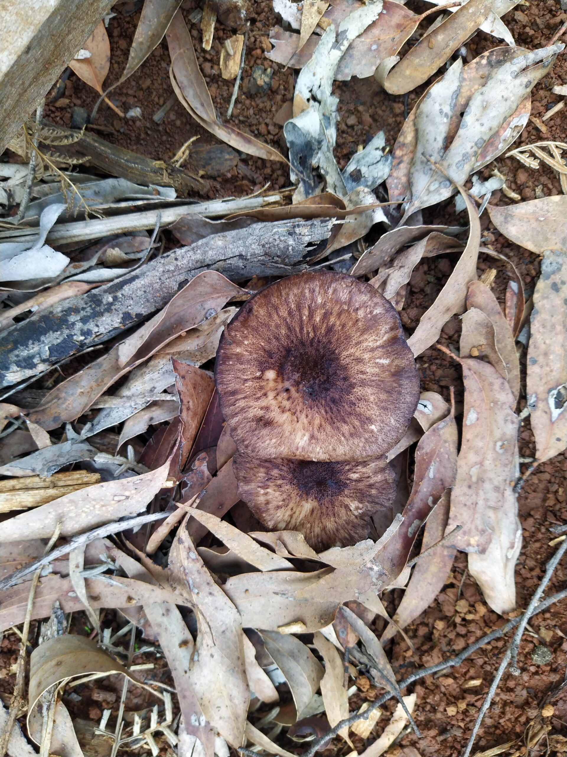 Large brown mushrooms in dead leaves.