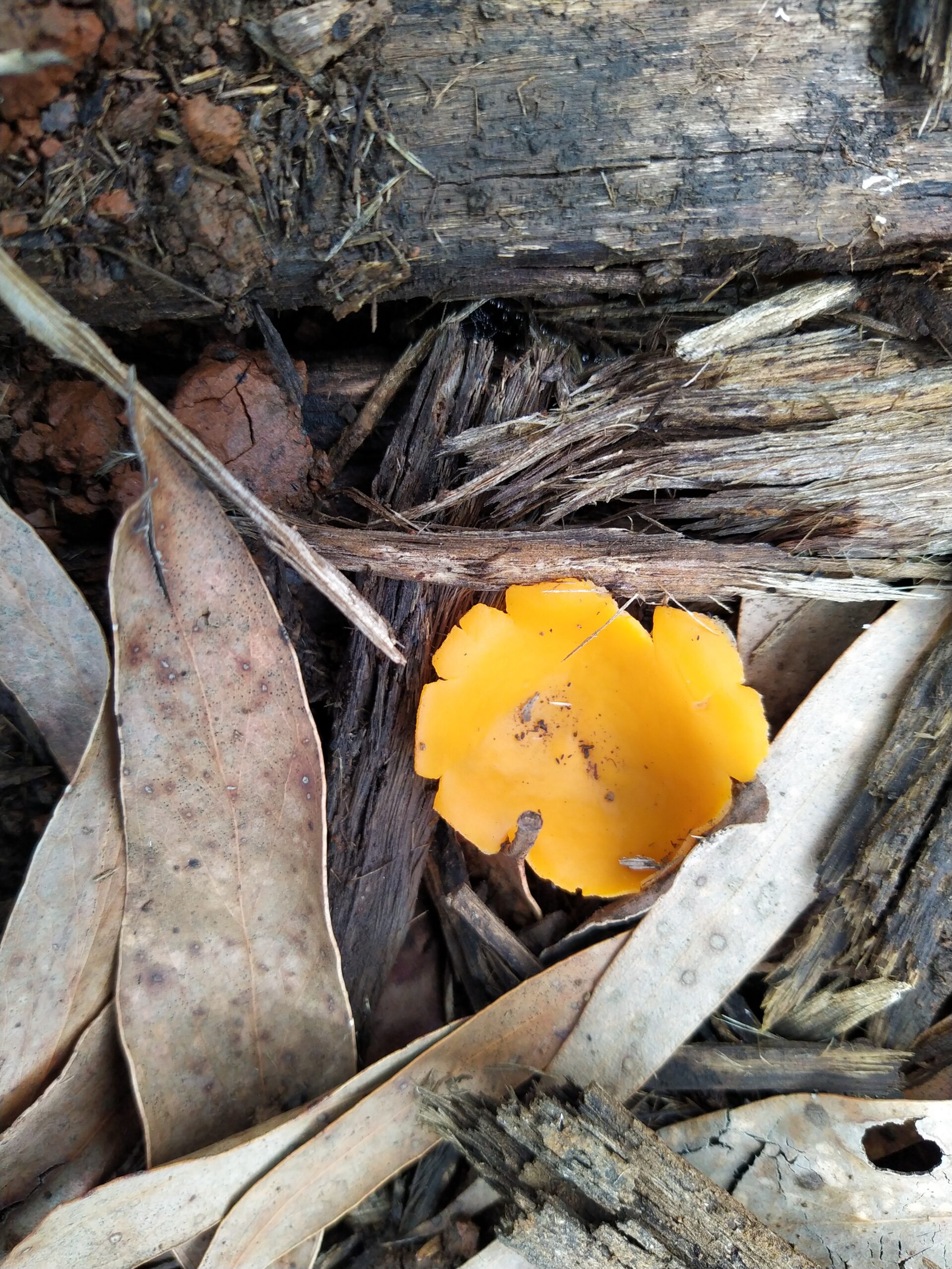 Yellow fungus surrounded by dead leaves.