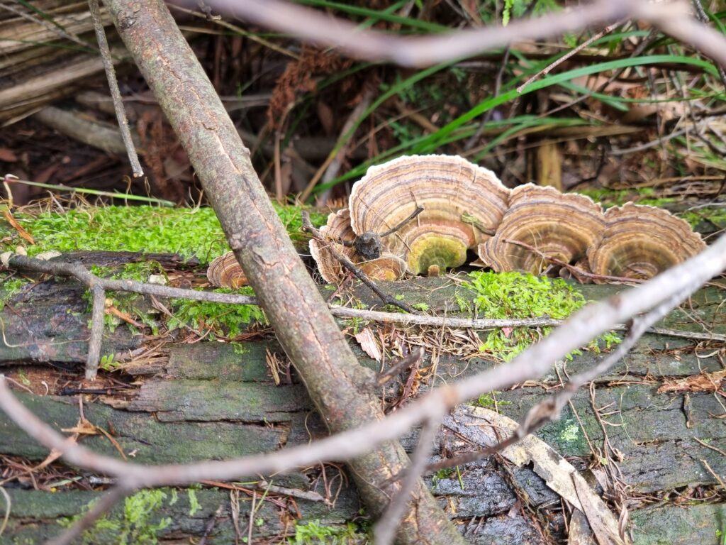 Log with turkey tail mushrooms, set amid branches and leaves