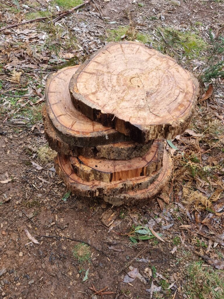 Pile of six freshly cut log rounds.